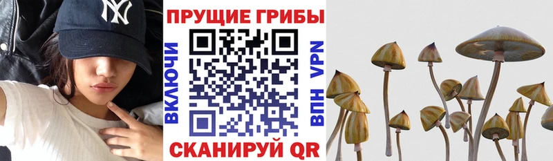 Галлюциногенные грибы Psilocybine cubensis Шарья